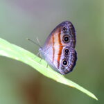 Butterfly sp (image by János Oláh)