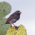 Common Cactus Finch (image by Pete Morris)