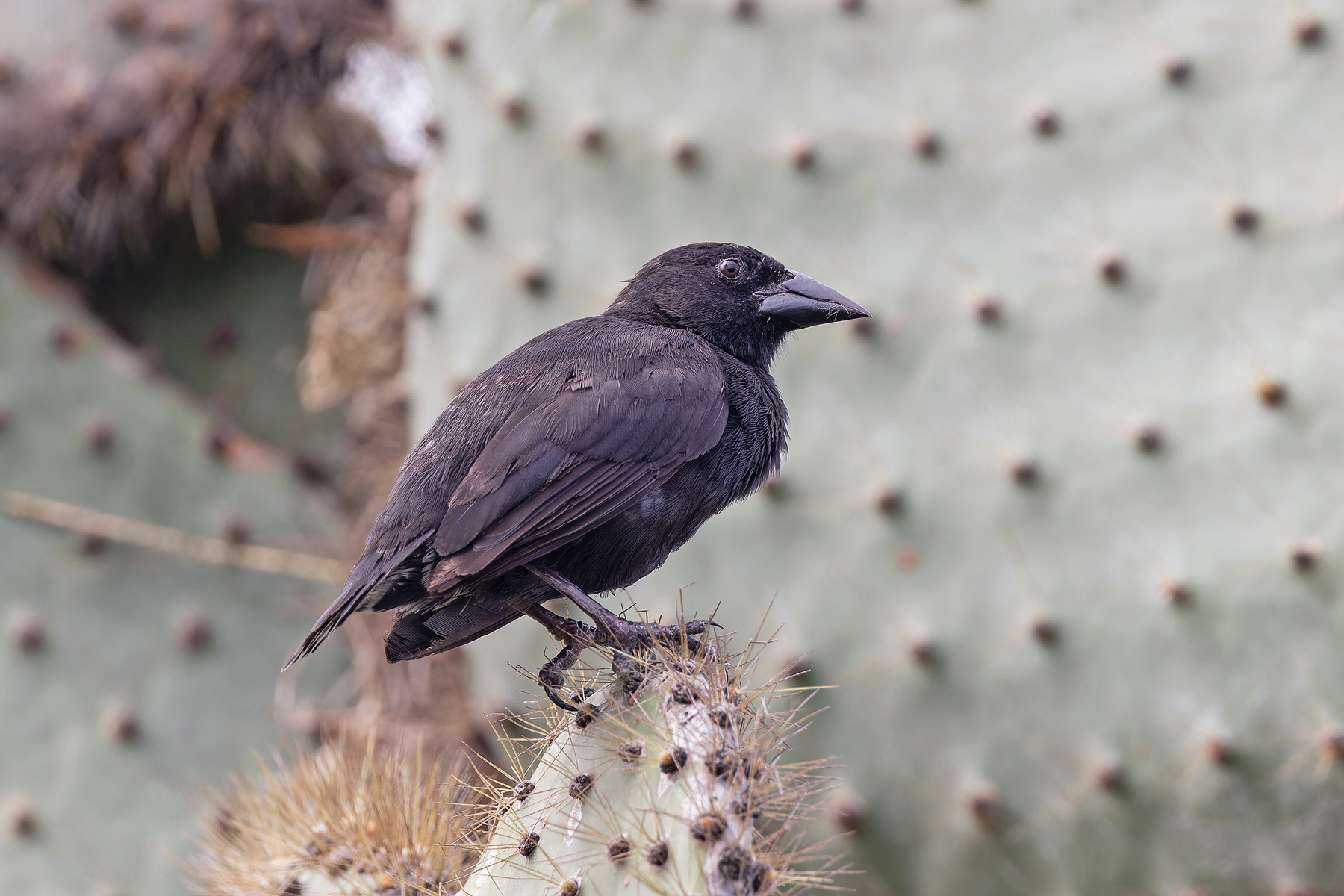 (Sante Cruz) Cactus Finch (image by Pete Morris)