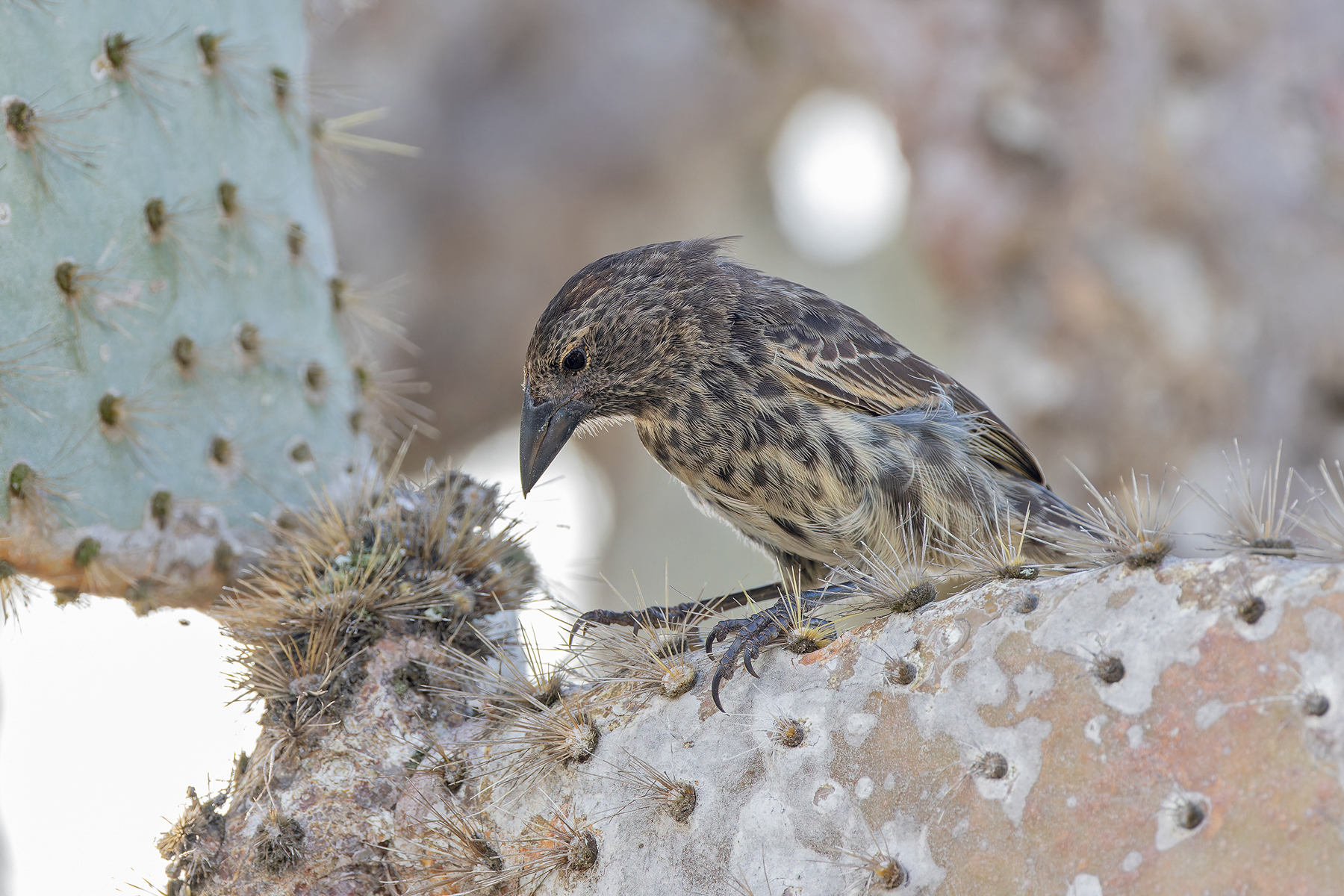(Sante Fe) Cactus Finch (image by Pete Morris)