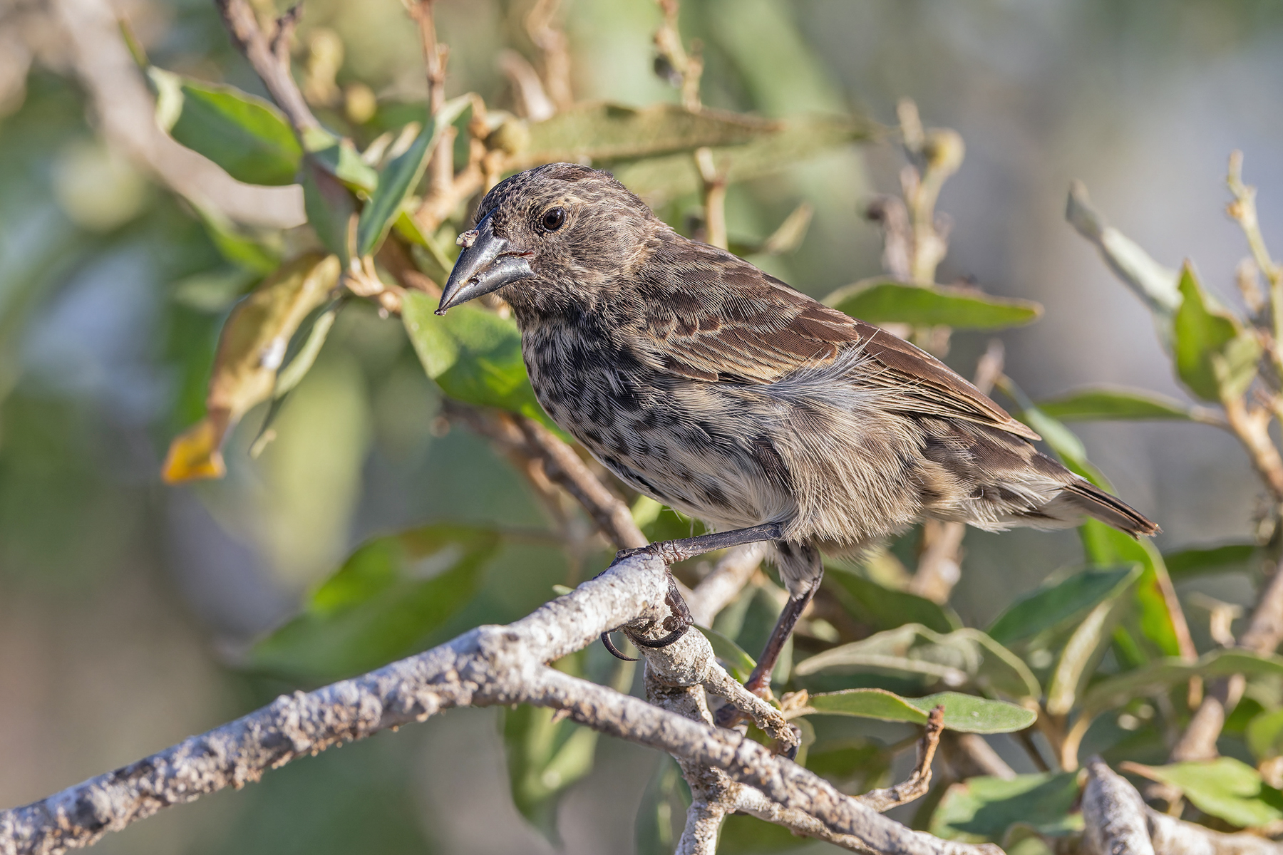 (Sante Fe) Cactus Finch (image by Pete Morris)