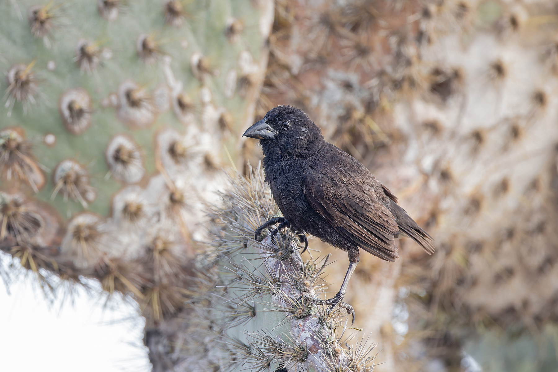 (Sante Fe) Cactus Finch (image by Pete Morris)