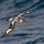 Cape Petrel (image by Pete Morris)