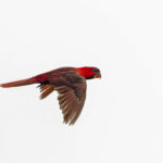 Cardinal Lory (image by Pete Morris)