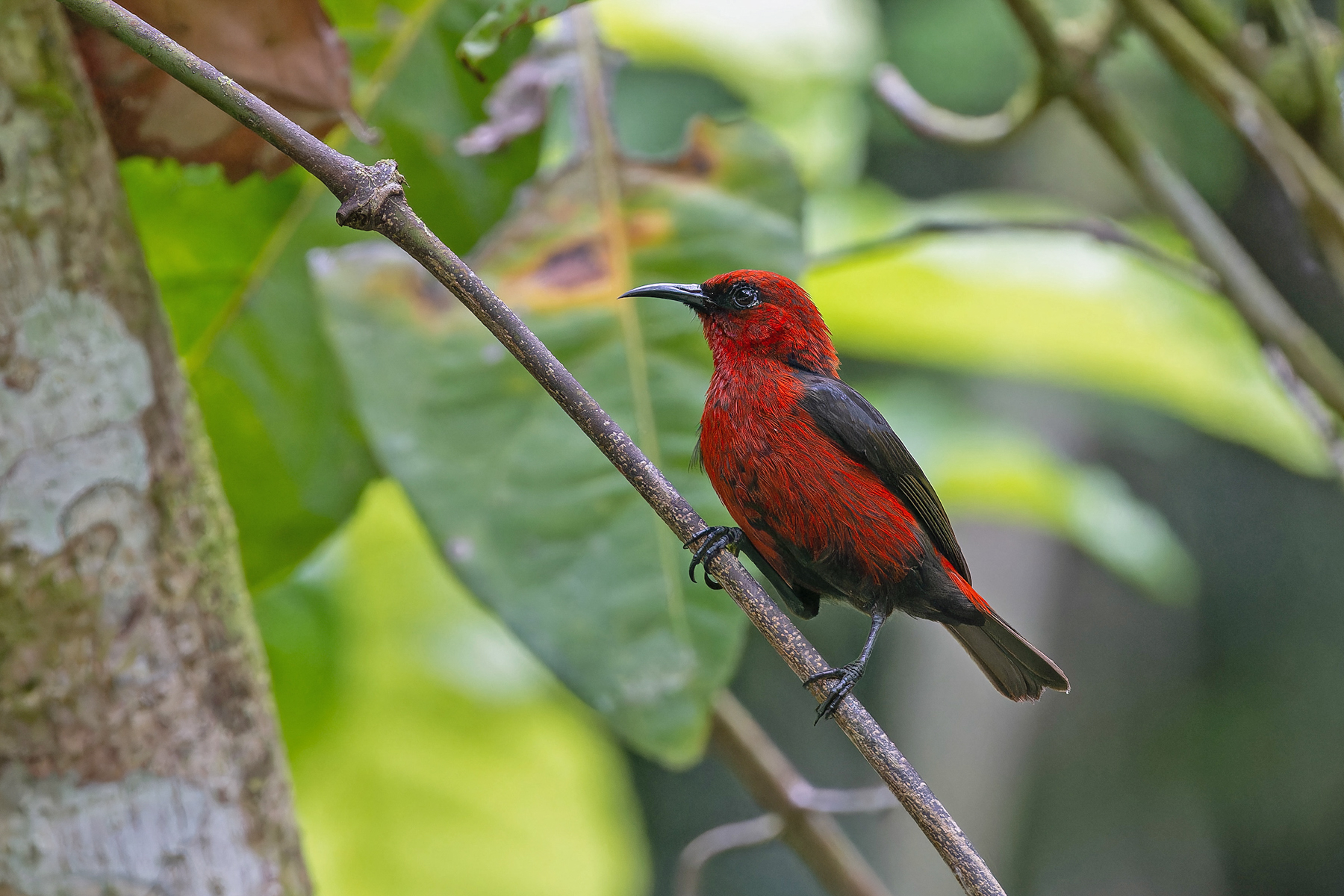 Cardinal Myzomela (image by Pete Morris)