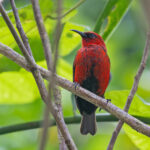 Cardinal Myzomela (image by Pete Morris)