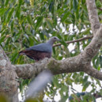 Chestnut-bellied Imperial Pigeon (image by Pete Morris)