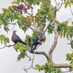 Chestnut-bellied Imperial Pigeon and Red-knobbed Imperial Pigeon (image by Pete Morris)