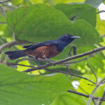 Chestnut-bellied Monarch, Makira (image by Pete Morris)