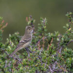 Chilean Elaenia (image by Pete Morris)