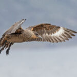 Chilean Skua (image by Pete Morris)