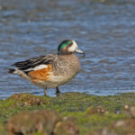 Chiloe Wigeon (image by Pete Morris)