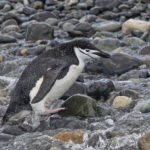 Chinstrap Penguin (image by Pete Morris)