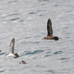 Christmas Shearwater (image by Pete Morris)