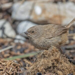 Cobb's Wren (image by Pete Morris)