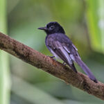 Cockerell's Fantail (Black-breasted) (image by Pete Morris)