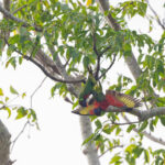 Coconut Lorikeet (image by Pete Morris)