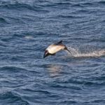 Commerson's Dolphin (image by Pete Morris)