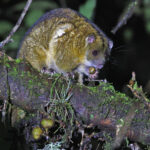 Coppery Ringtail Possum (image by János Oláh)