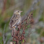 Corondera Pipit (image by Pete Morris)