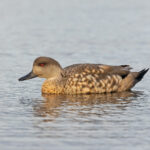 Crested Duck (image by Pete Morris)