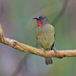 Crimson-rumped Myzomela (image by Pete Morris)