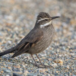 Dark-bellied Cinclodes (image by Pete Morris)