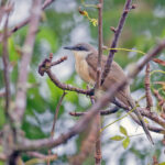 Dark-billed Cuckoo (image by Pete Morris)