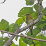 Dark-eyed White-eye (image by Pete Morris)