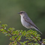 Dark-faced Ground Tyrant (image by Pete Morris)