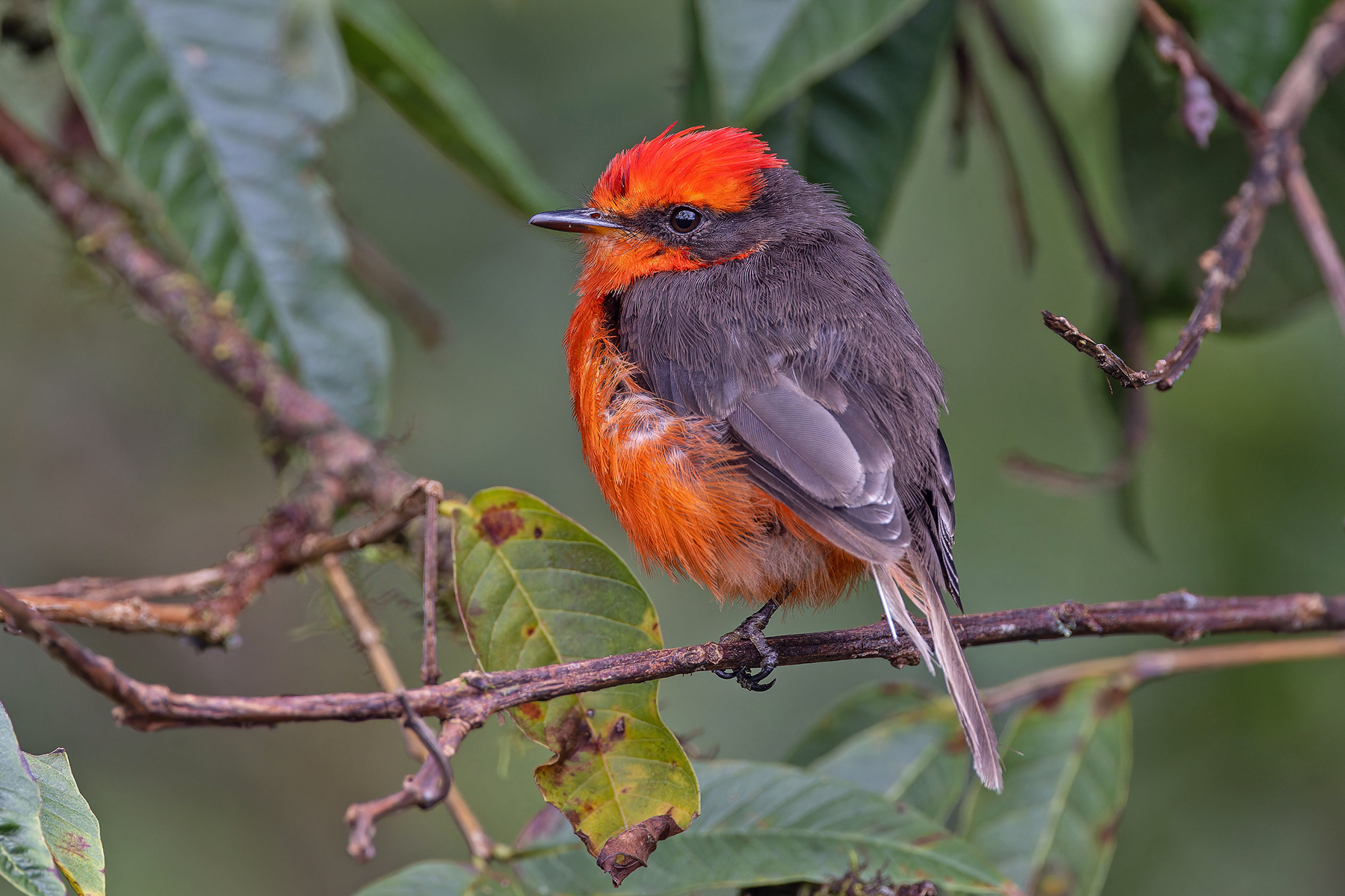 male Darwin's Flycatcher (image by Pete Morris)