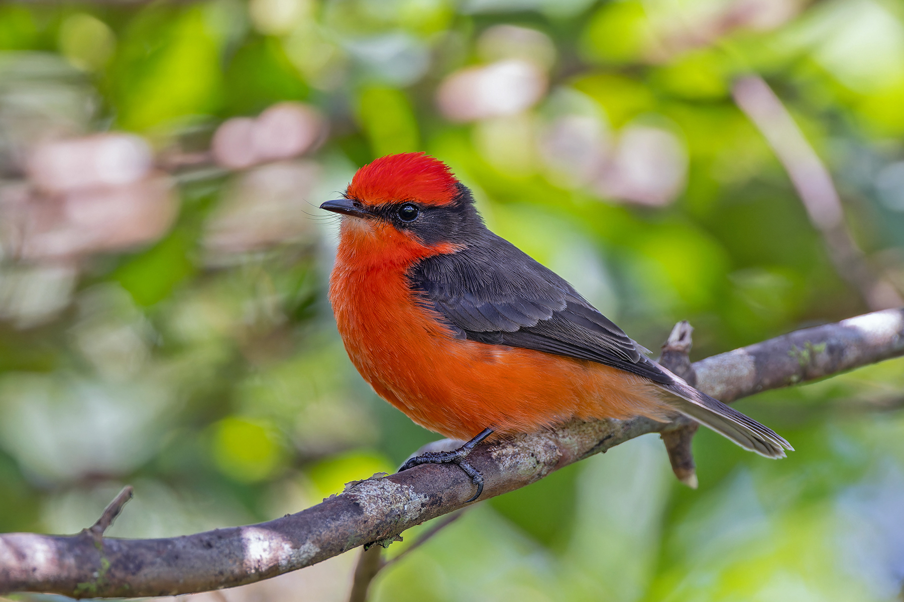 male Darwin's Flycatcher (image by Pete Morris)