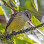 female Darwin's Flycatcher (image by Pete Morris)