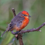 male Darwin's Flycatcher (image by Pete Morris)