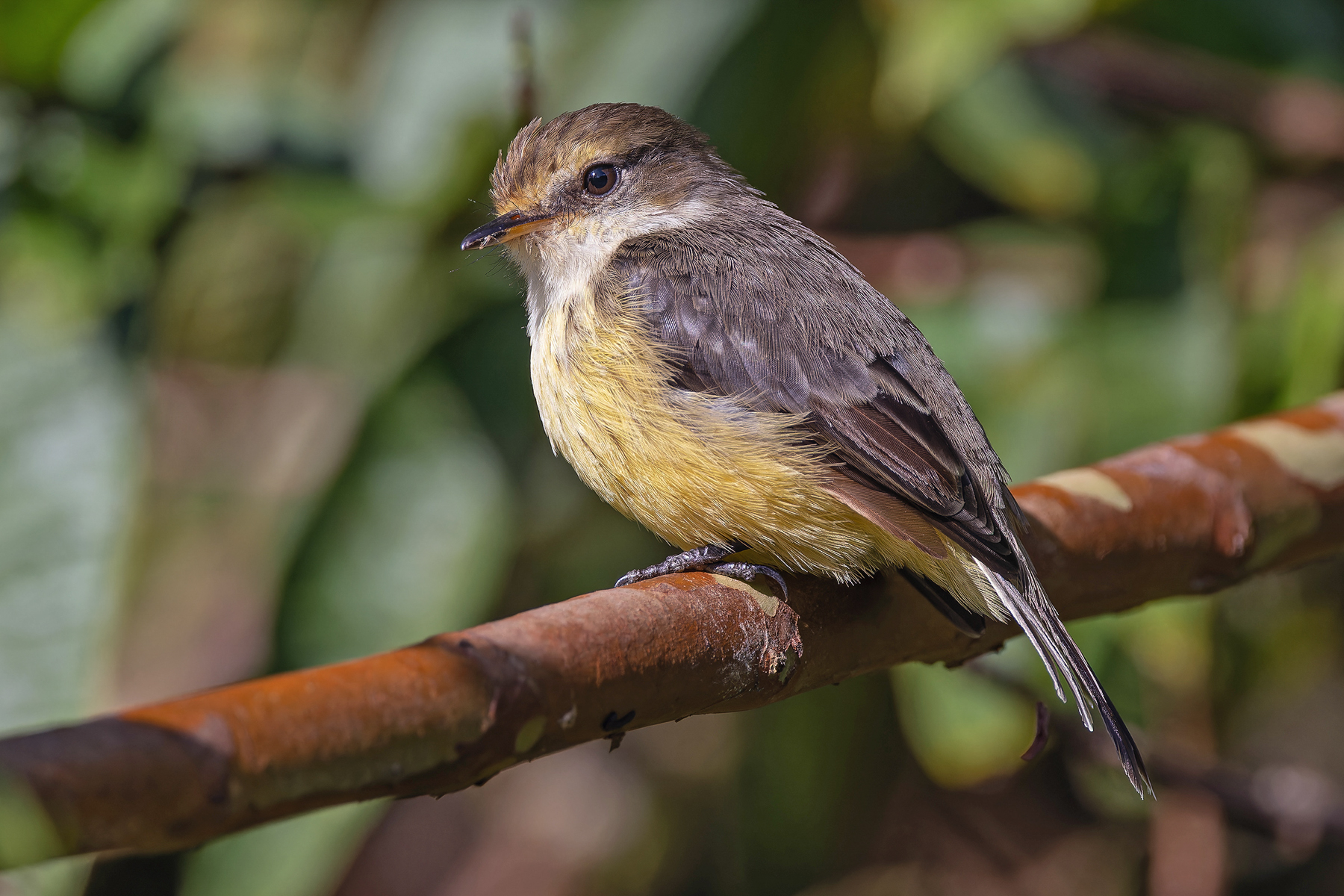 female Darwin's Flycatcher (image by Pete Morris)