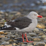 Dolphin Gull (image by Pete Morris)
