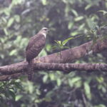 Doria's Hawk (image by János Oláh)