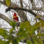 Duchess Lorikeet (image by Pete Morris)