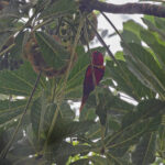 Duchess Lorikeet (image by Pete Morris)