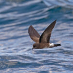 Elliot's Storm Petrel (image by Pete Morris)