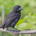 Espanola Cactus Finch (image by Pete Morris)