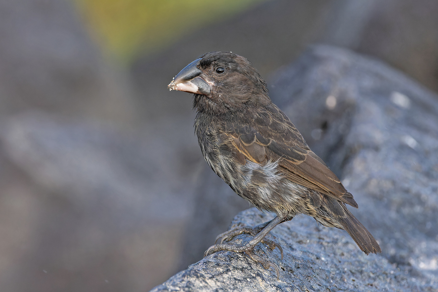 Espanola Cactus Finch (image by Pete Morris)