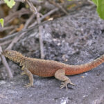 Espanola Lava Lizard (image by Pete Morris)