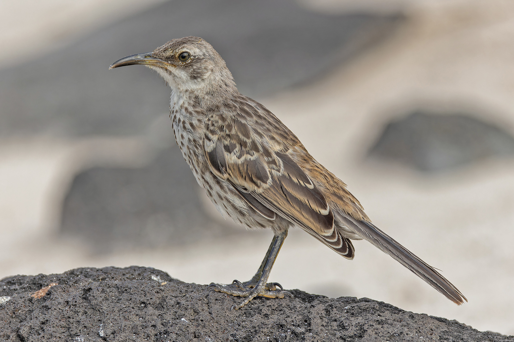 Espanola Mockingbird (image by Pete Morris)