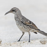 Espanola Mockingbird (image by Pete Morris)