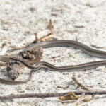 Espanola Snake (image by Pete Morris)