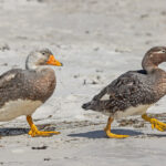 pair of Falkland Steamer Duck (image by Pete Morris)