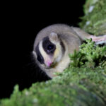 Feather-tailed Possum (image by János Oláh)