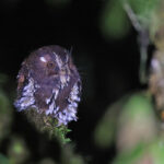 Feline Owlet-nightjar (image by János Oláh)