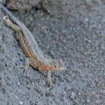 Fernandina Lava Lizard (image by Pete Morris)